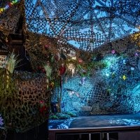 Swingsteren 2026 - Photos - Acanthus