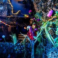 Swingsteren 2026 - Photos - Acanthus