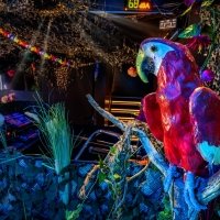Swingsteren 2026 - Photos - Acanthus