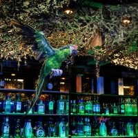 Swingsteren 2026 - Photos - Acanthus