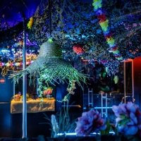 Swingsteren 2026 - Photos - Acanthus