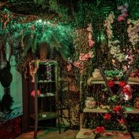 Swingsteren 2026 - Photos - Acanthus
