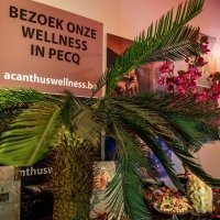Swingsteren 2026 - Photos - Acanthus